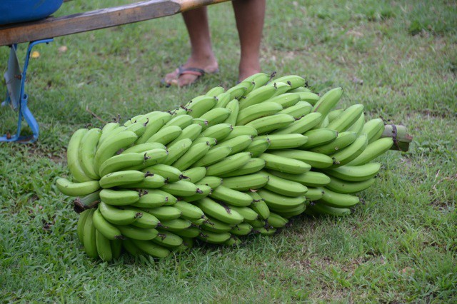 Bananas - Green (Bunch)