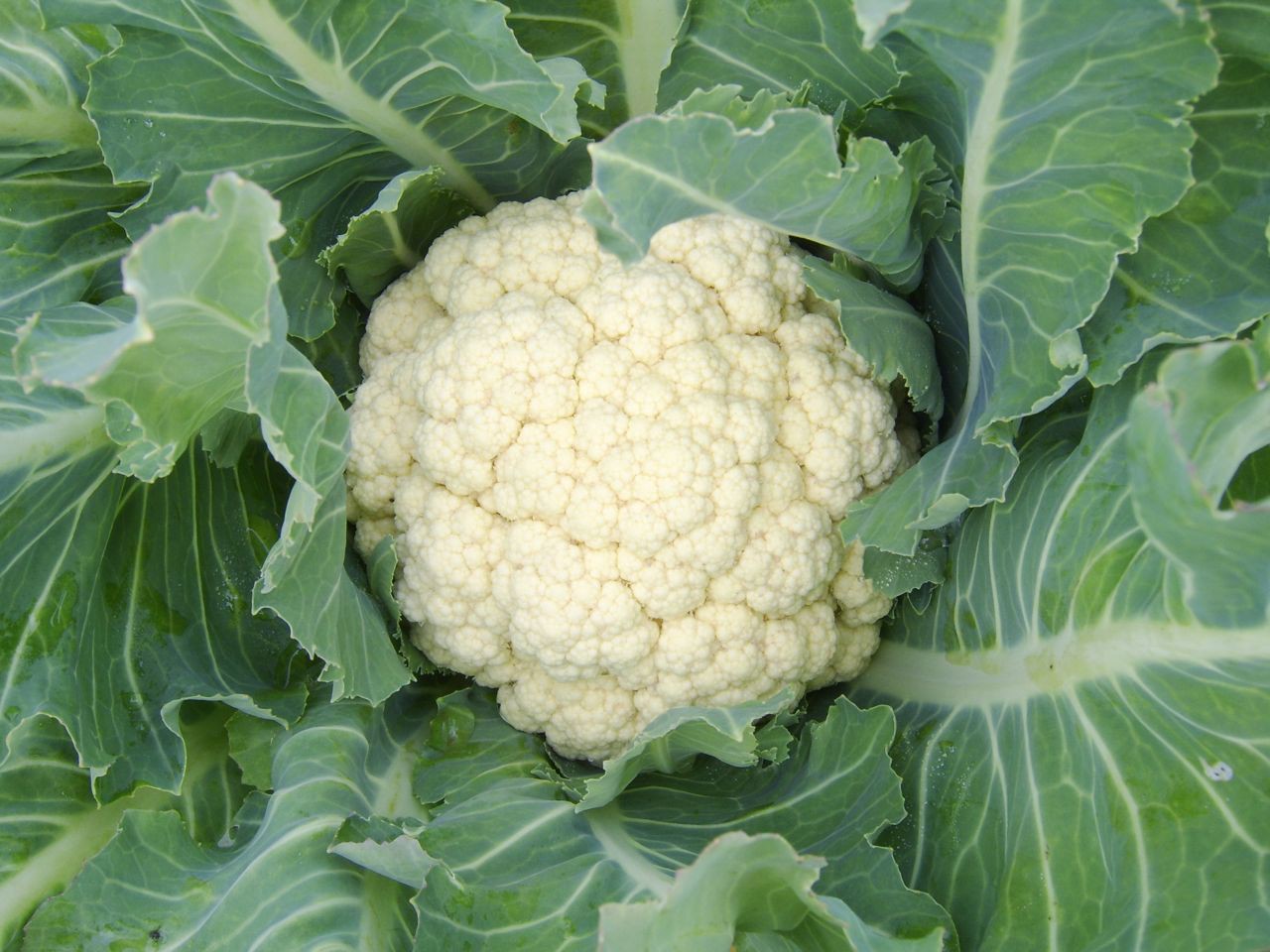 Cauliflower (lb)