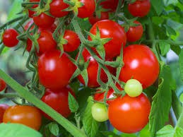 Cherry tomatoes (lb or punit)