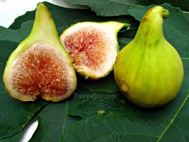 Figs - Syrian (each)