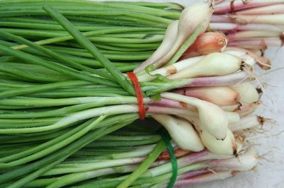 Garlic Scallion