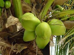 Coconuts (green) (each)