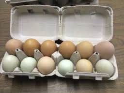 Fresh Organic Duck Eggs (1 dozen)