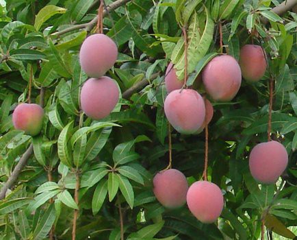 Mangos (each)