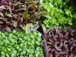 Micro Herbs and Micro Greens (punnet)