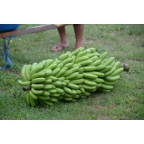 Bananas - Green (Bunch)