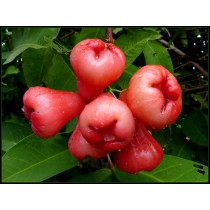 Apples - Wax (each)