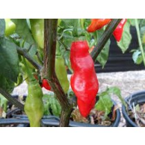 Peppers - Seasoning (bag)