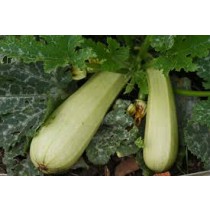 Zucchini / Courgette